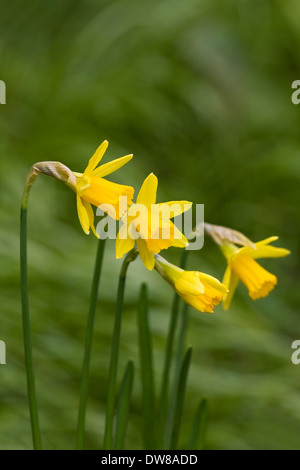 Narzissen "Tete ein Tete". Zwerg-Narzissen im Garten. Stockfoto