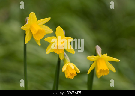 Narzissen "Tete ein Tete". Zwerg-Narzissen im Garten. Stockfoto