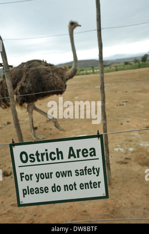 Oudtshoorn, Western Cape, Südafrika, Warnschild an Strauß, Struthio camelus), Safari Park, Warnung vor gefährlichen Tieren, Garden Route Stockfoto