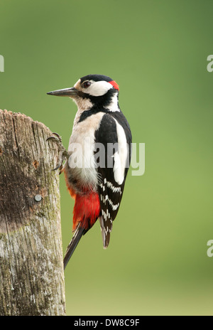 ein Buntspecht-Männchen thront auf der alten post Stockfoto