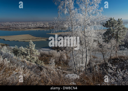 Birke mit Raureif bedeckt. Ob Fluss. Altai. Sibirien-Russland Stockfoto