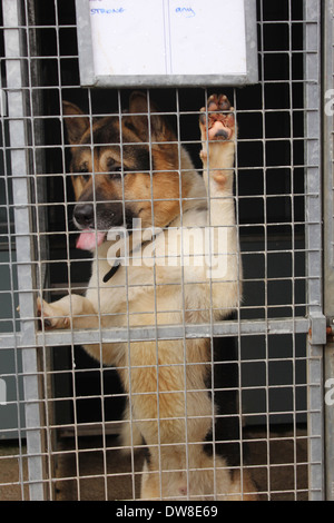 Akita x Malamute Hund in Re-homing Mitte. 03.03.2014 Stockfoto