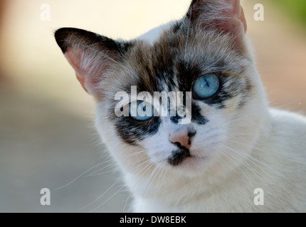 Junge schildpatt Katze mit blauen Augen im Freien Stockfoto