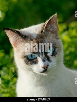 Junge schildpatt Katze mit blauen Augen im Freien Stockfoto