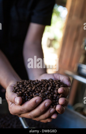 Ein El Salvador Kaffee-Züchter und Produzent hält einen Stapel von dunkelbraun frisch gerösteten Kaffeebohnen in Juayua, El Salvador Stockfoto