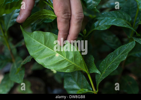 Ein kleiner Fleck von Kaffee Rost oder Hemileia Vastatrix erscheint unter dem Blatt eines Kaffee-Strauches in Juayua, El Salvador Stockfoto