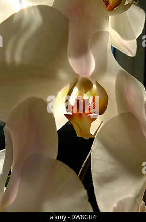 Nahaufnahme von weiße Orchidee Stockfoto