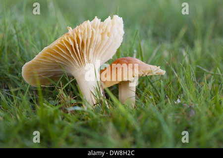 Wiese Waxcap (Hygrocybe Pratensis) Fruchtkörper wachsen in Grünland Powys, Wales November Stockfoto