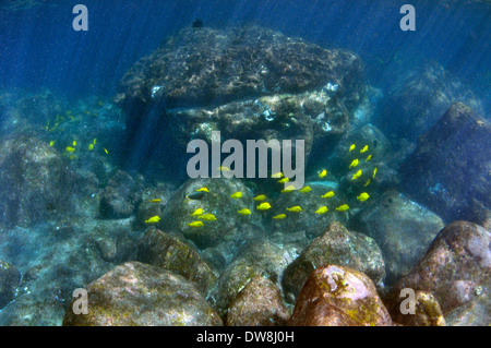 Schule der gelben Tangs oder lau'ipala, Zebrasoma Flavescens, um eine Unterwasser Boulder, Shark Bay, Lanai, Hawaii, USA Stockfoto