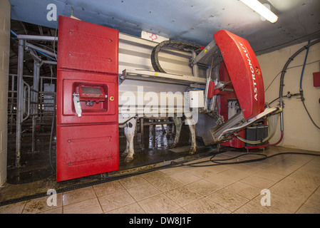 Milchwirtschaft Holstein Kühe gemolken in Lely Astronaut Roboter Melkmaschine Shropshire England November Stockfoto