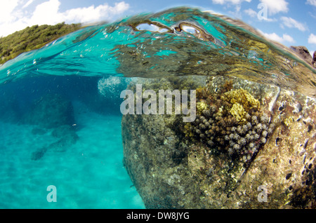 Felsigen Unterwasserlandschaft und Korallen in Waimea Bay, nördlich von Oahu, Hawaii, USA Stockfoto