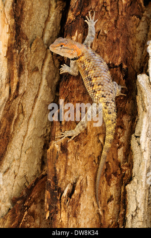 Ein erwachsener männlicher Desert Spiny Lizard (sceloporus magister), der einen Baumwollholzbaum klettert und dabei den Fotografen Cottonwood Canyon, Utah, im Auge behält Stockfoto