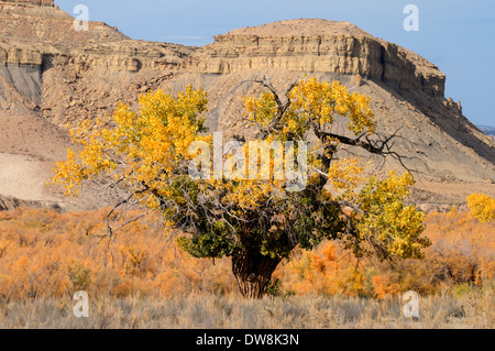Pappel Baum im Herbstlaub vor einem Tafelberg an der Cottonwood Canyon Road Stockfoto