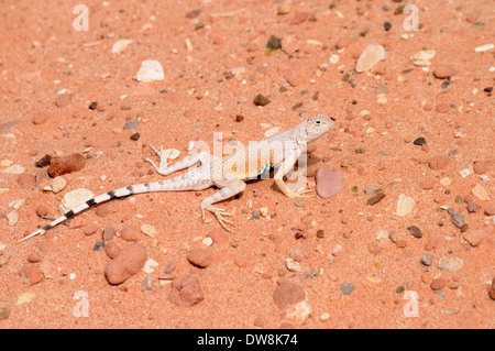 männliche Zebra-angebundene Eidechse auf rotem Sand in Trockenwäsche Stockfoto