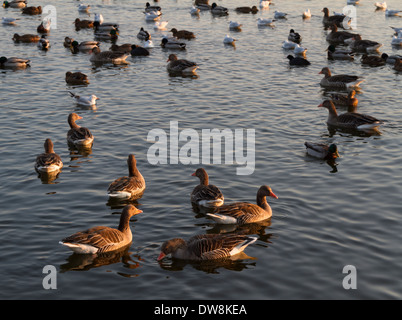 Vögel am See in Kopenhagen, Dänemark. An einem Winternachmittag. Stockfoto