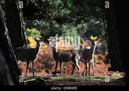 Drei Sika Hirsche auf der Heide UK Stockfoto