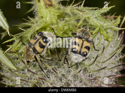 Biene-Käfer (Trichius Fasciatus) zwei Erwachsene ernähren sich von woolly Thistle Flowerhead Frankreich August Stockfoto