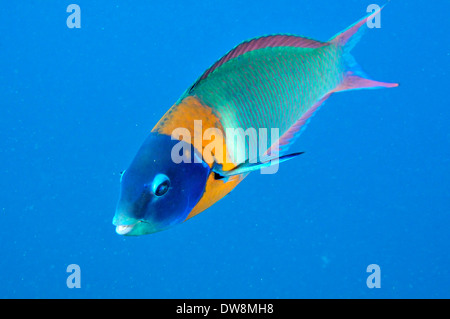 Sattel-Lippfische, Thalassoma Duperrey, endemisch in Hawaii, USA Stockfoto