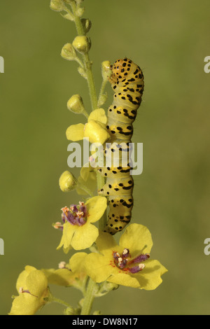 Gestreifte Lychnis Moth (Shargacucullia Lychnitis) Larve ernährt sich von Königskerze Pflanze Oxfordshire England August Stockfoto