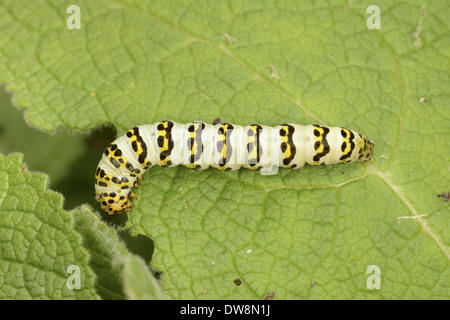 Gestreifte Lychnis Moth (Shargacucullia Lychnitis) Larve ernährt sich von Königskerze Blatt Oxfordshire England August Stockfoto