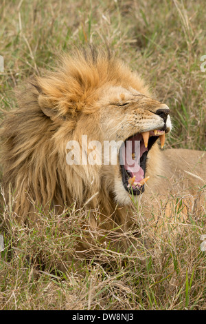 Ein brüllender männlicher Löwe im Gras. Stockfoto