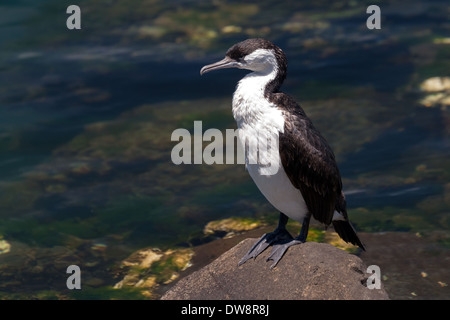 Black-Faced Cormorant, Phalacrocorax fuscescens, auch bekannt als Black-Faced Shag, Constitution Dock, Sullivans Cove, Hobart, Tasmanien, Australien Stockfoto