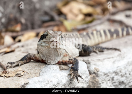 Eastern Water Dragon, Intellagama lesueurii lesueurii früher Physignathus lesueurii, geschützte Arten, Manly, Sydney, Australien Stockfoto