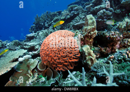 Lobo oder Hirnkoralle, Lobophyllia Hemprichii Dumbea Pass, Noumea, Neukaledonien, Südpazifik Stockfoto