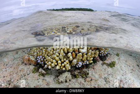 Verzweigung lila Spitzen Korallen Kopf, Acropora Digitifera, in den flachen Gewässern der Nukuifala Insel Uvea, Wallis und Futuna Stockfoto