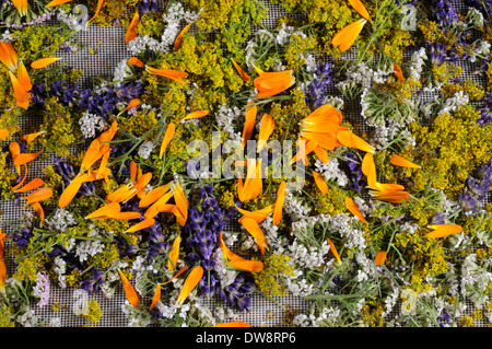 Trocknen von Kräutern Stockfoto