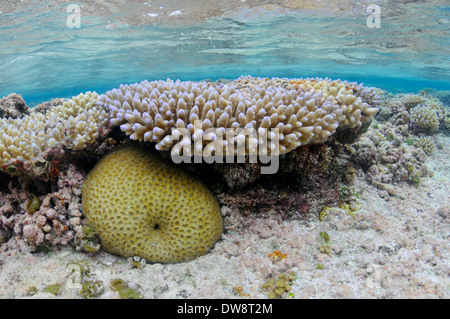 Verzweigung lila Spitzen Korallen Kopf, Acropora Digitifera und Drehknopf Koralle, Favia SP., im flachen Wasser, Nukuifala, Wallis-Insel Stockfoto