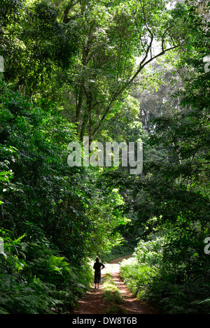 Mount Selinda Afro-Bergwald im östlichen Hochland von Simbabwe in Zentralafrika. Stockfoto