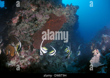 Longfin Bannerfish, Heniochus Acuminatus Schwimmen ein vielfältiges Korallenriff, Fugavea Pass, Insel Wallis, Wallis und Futuna Stockfoto