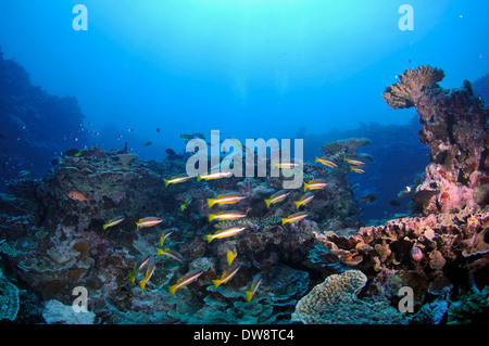 Gruppe von Zwei-spot Snapper, Lutjanus biguttatus, in ein gesundes Korallenriff, Fugavea, Insel Wallis, Wallis und Futuna Stockfoto