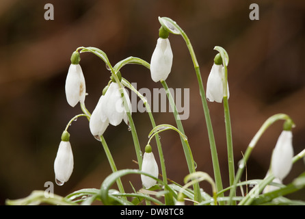 Schneeglöckchen (Galanthus Nivalis) Blüte wächst im Wald Frankreich März Stockfoto