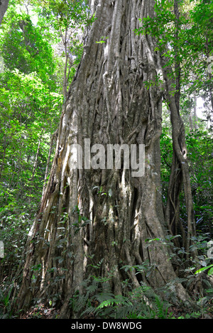 Mount Selinda Afro-Bergwald im östlichen Hochland von Simbabwe in Zentralafrika. Stockfoto