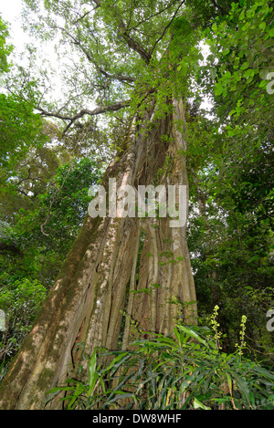Mount Selinda Afro-Bergwald im östlichen Hochland von Simbabwe in Zentralafrika. Stockfoto
