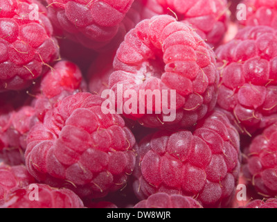 close up image of fresh raspberries. Stockfoto