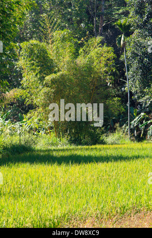 Sri Lanka, in der Nähe von Kandy, Reisfeld, Bambushain, Stockfoto