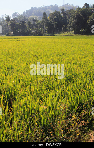 Sri Lanka, in der Nähe von Kandy, Reisfeld, Stockfoto