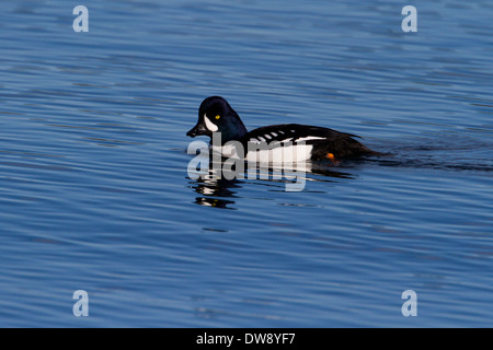 Barrow Goldeneye (Bucephala Islandica) männlich am Ozean am Hals Punkt, Nanaimo, Vancouver Island, BC, Kanada im Februar Stockfoto