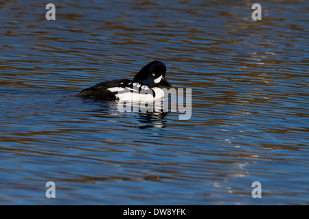 Barrow Goldeneye (Bucephala Islandica) männlich am Ozean am Hals Punkt, Nanaimo, Vancouver Island, BC, Kanada im Februar Stockfoto