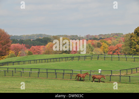 Pferde im Herbst Stockfoto