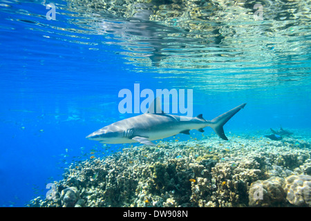 Grey Reef Shark, Carcharhinus amblyrhynchos, Schwimmen über Korallenriff mit Reflexionen auf der Oberfläche. Stockfoto