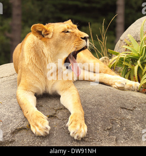 An African Lion geben ein großes Gähnen am Nachmittag. Stockfoto