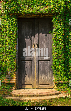Alte Holztür in der Wand mit grünen Efeu bedeckt Stockfoto