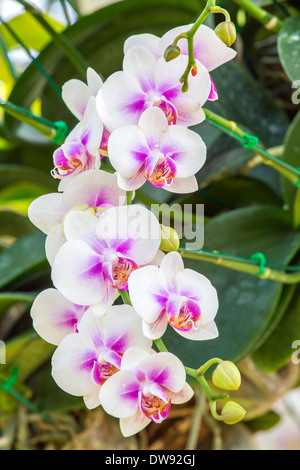 Schöne rosa und weiße Orchidee blüht Stockfoto
