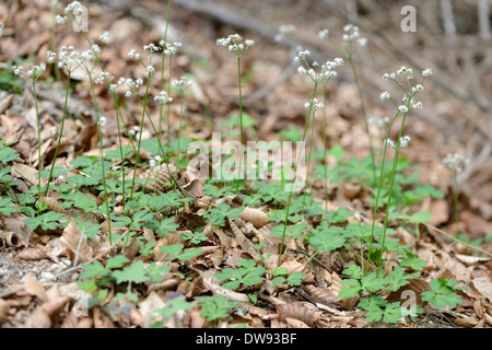 Holz Waldsanikel Stockfoto