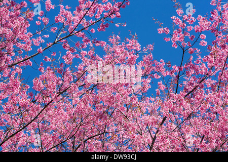 Rosa Sakura Blüte Blumen Nahaufnahme Stockfoto