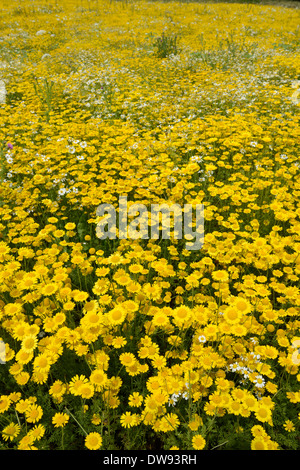 Goldene Marguerite, gelbe Kamille Stockfoto